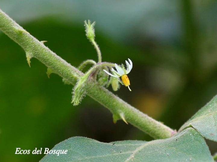 Solanum jamaicense