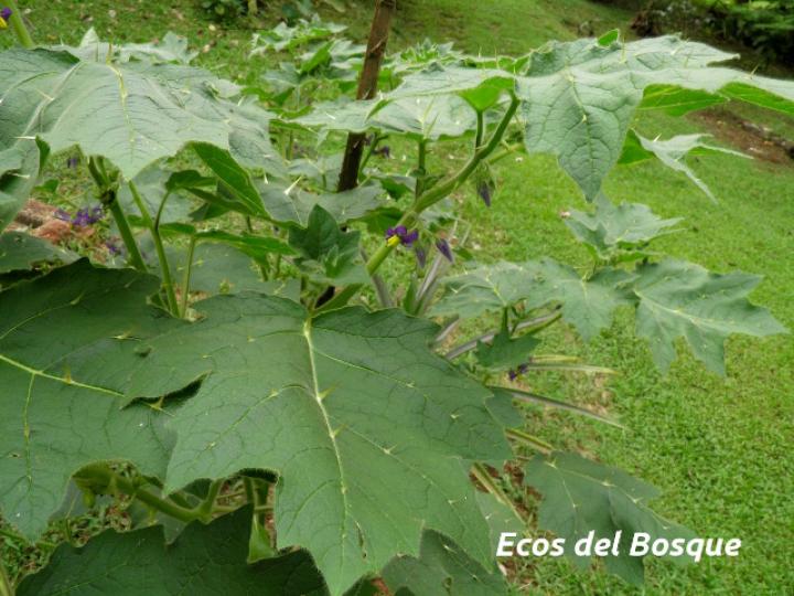 Solanum mammosum (Pichichio)