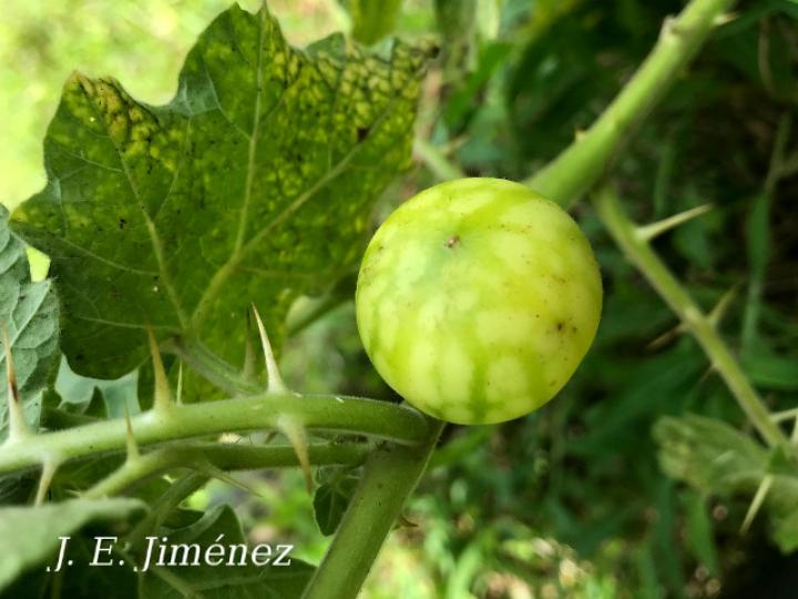 Solanum myriacanthum