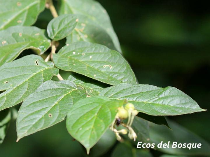 Solanum schlechtendalianum