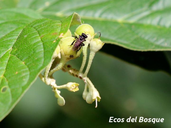 Solanum schlechtendalianum