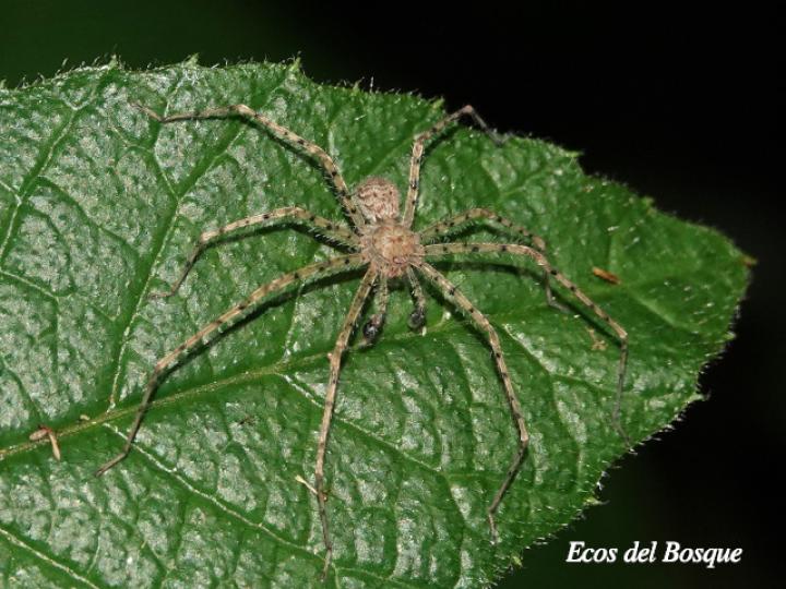 Sparianthina selenopoides (Araña cangrejo)