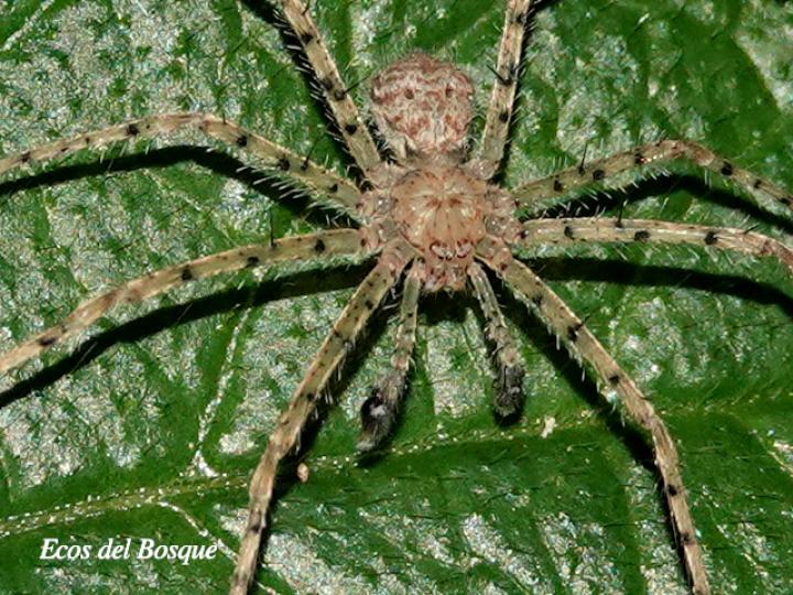 Sparianthina selenopoides (Araña cangrejo)