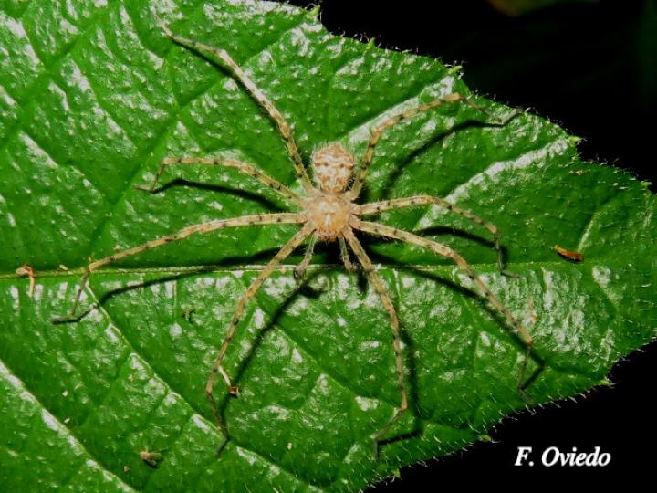 Sparianthina selenopoides (Araña cangrejo)