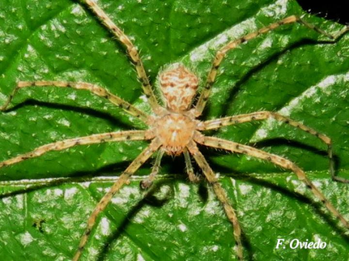 Sparianthina selenopoides (Araña cangrejo)