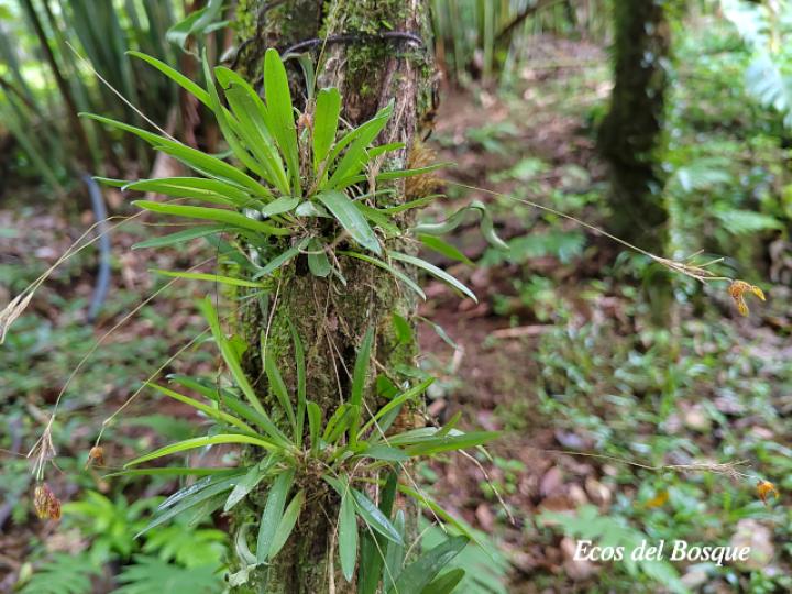 Specklinia tirimbina