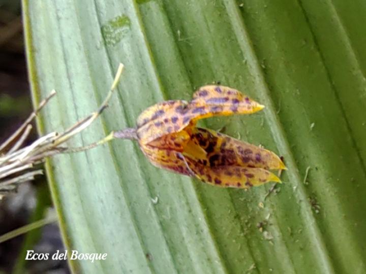 Specklinia tirimbina