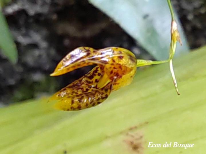 Specklinia tirimbina