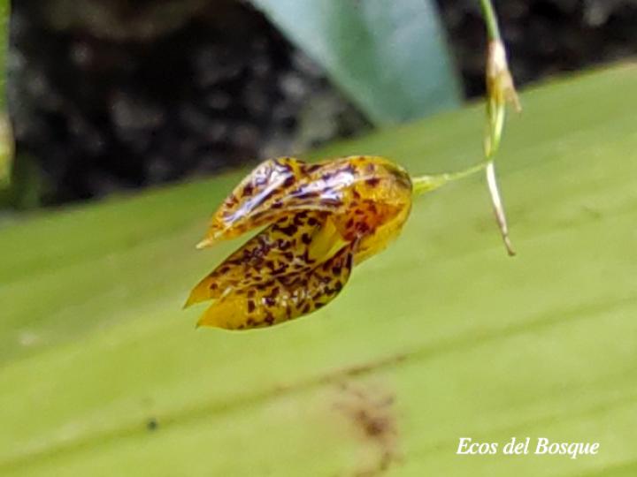 Specklinia tirimbina