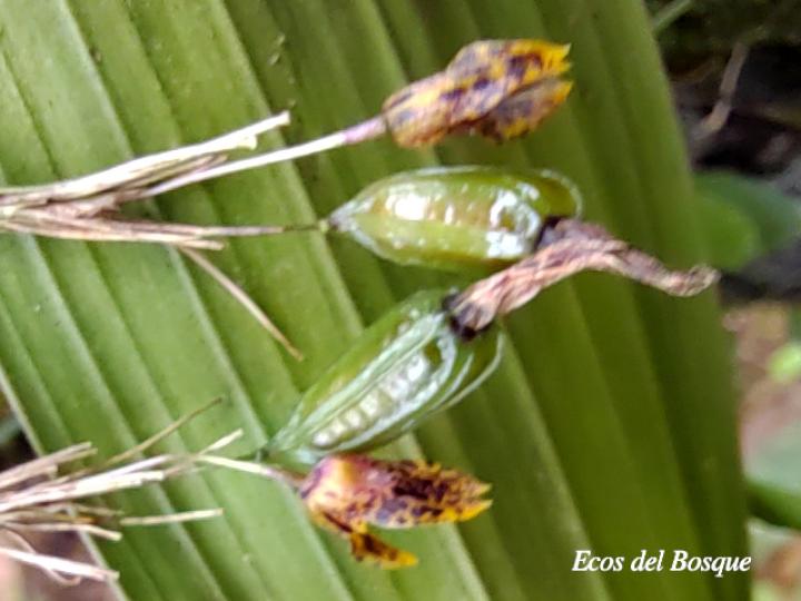 Specklinia tirimbina