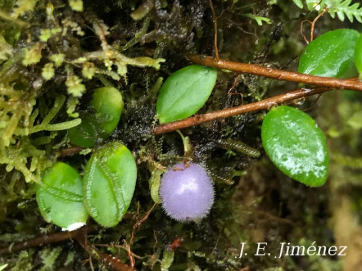 Sphyrospermum buxifolium