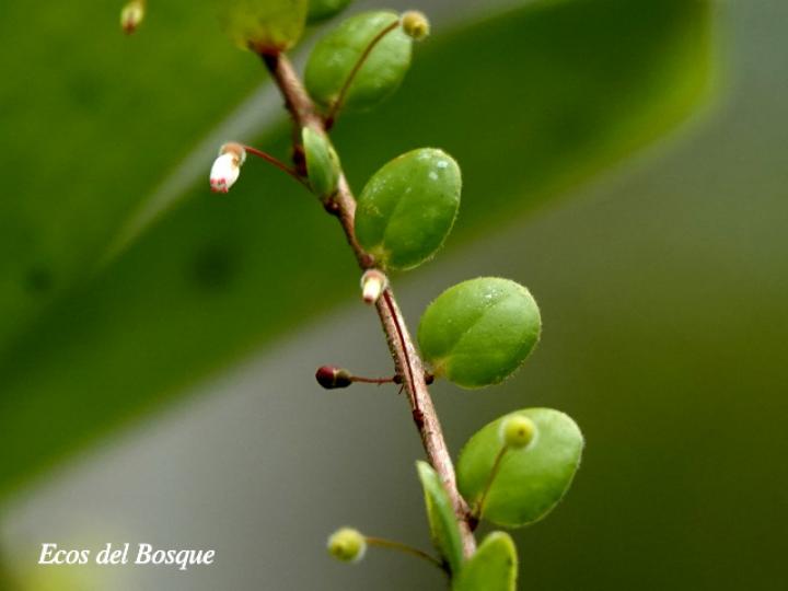 Sphyrospermum buxifolium