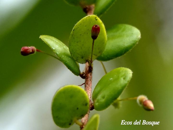 Sphyrospermum buxifolium
