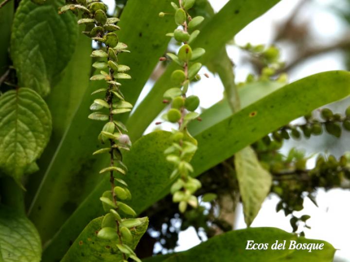 Sphyrospermum buxifolium