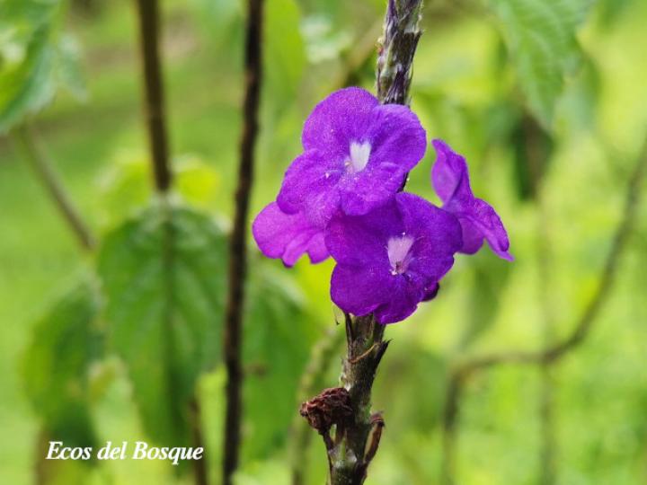 Stachytarpheta frantzii (Rabo de gato)