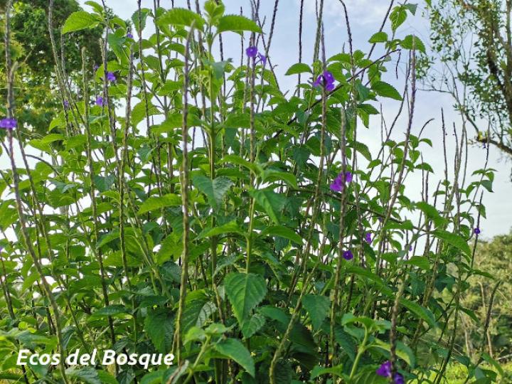 Stachytarpheta frantzii (Rabo de gato)