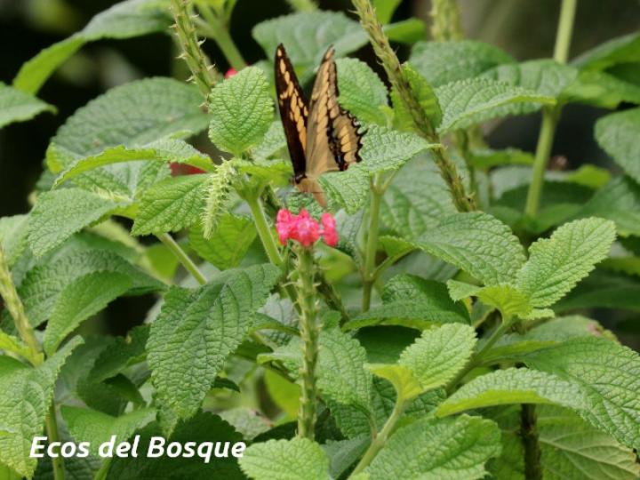 Stachytarpheta mutabilis (Rabo de gato)