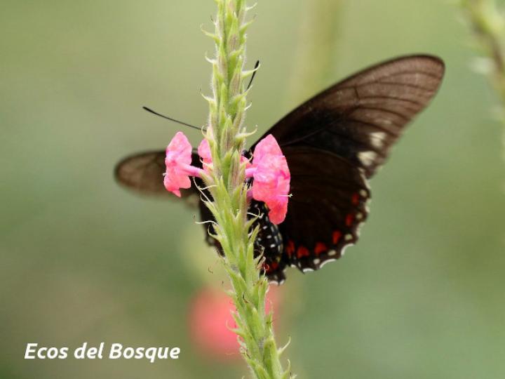 Stachytarpheta mutabilis (Rabo de gato)