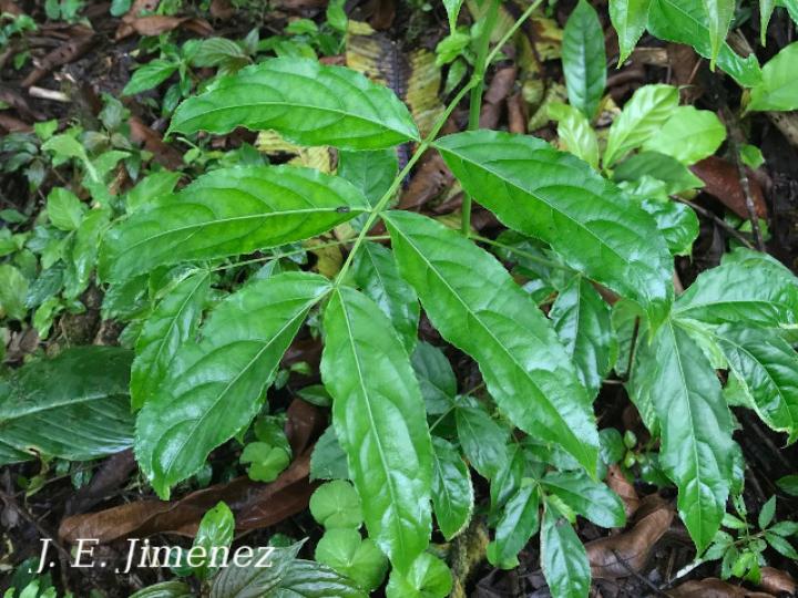 Staphylea occidentalis (Falso cristobal)