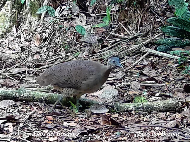 Tinamus major (Tinamú grande)