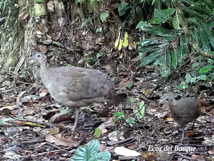 Tinamus major (Tinamú grande)