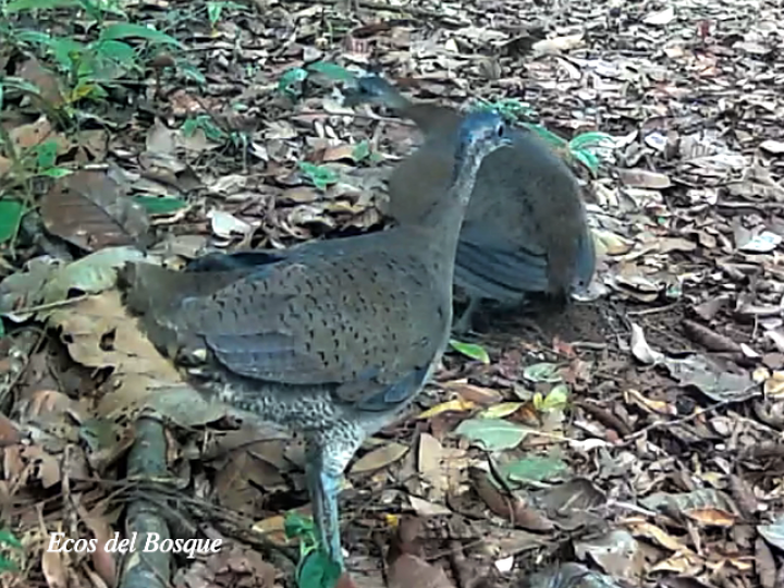 Tinamus major (Tinamú grande)