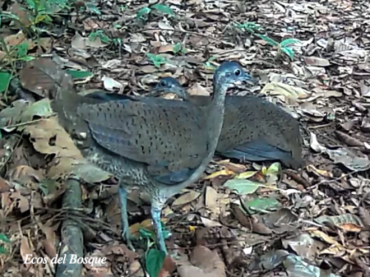 Tinamus major (Tinamú grande)