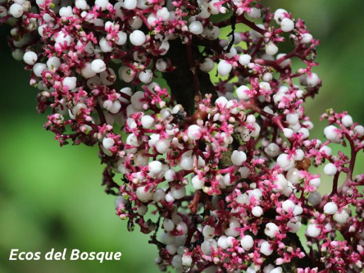 Urera baccifera (Ortiga)