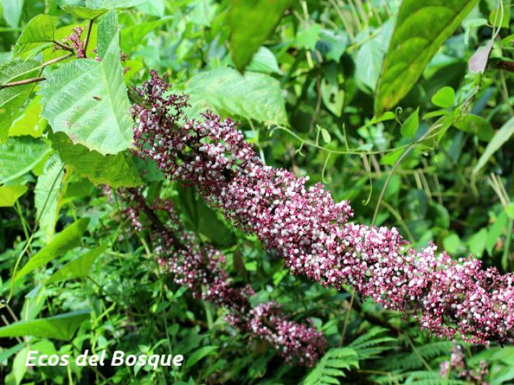 Urera baccifera (Ortiga)