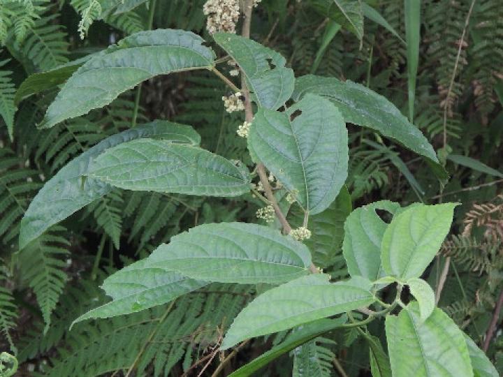 Urera lianoides (Ortiga)