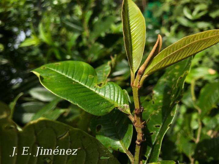 Vochysia allenii (Botarrama)