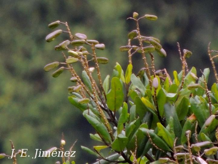 Vochysia allenii (Botarrama)