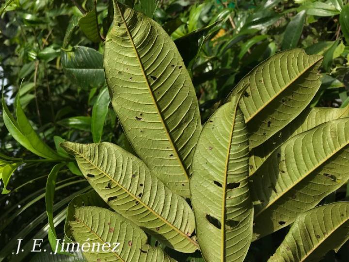 Vochysia allenii (Botarrama)