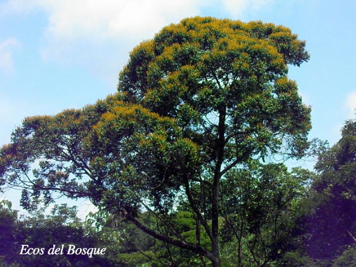 Vochysia ferruginea (Botarrama)