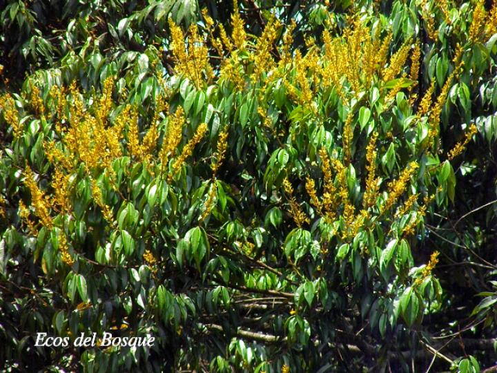 Vochysia ferruginea (Botarrama)