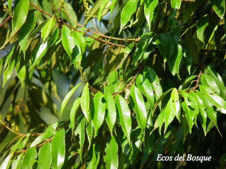 Vochysia ferruginea (Botarrama)