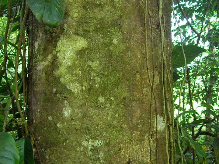 Vochysia ferruginea (Botarrama)