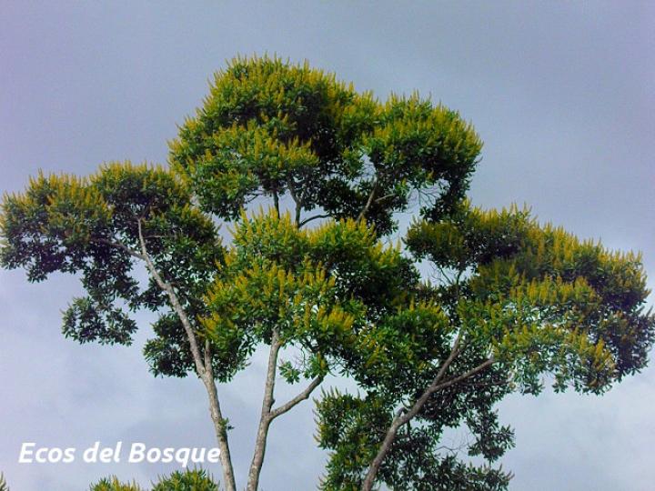 Vochysia guatemalensis (Cebo, Mayo blanco)