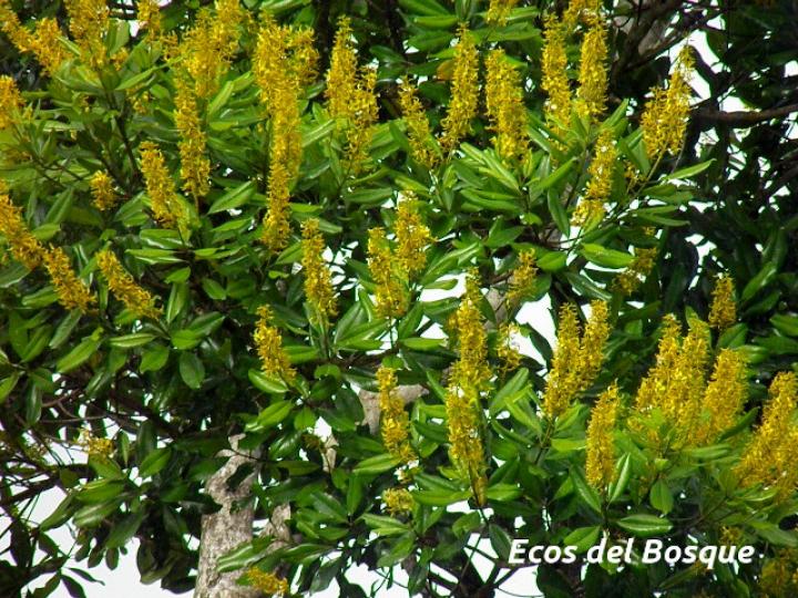 Vochysia guatemalensis (Cebo, Mayo blanco)