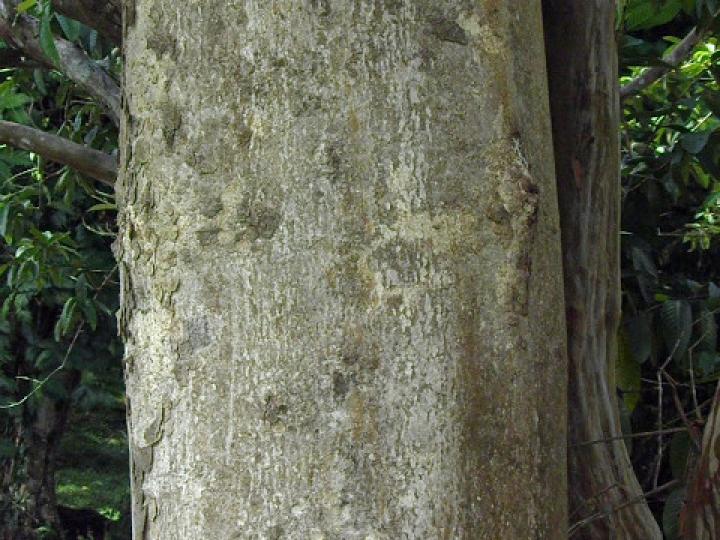 Vochysia guatemalensis (Cebo, Mayo blanco)
