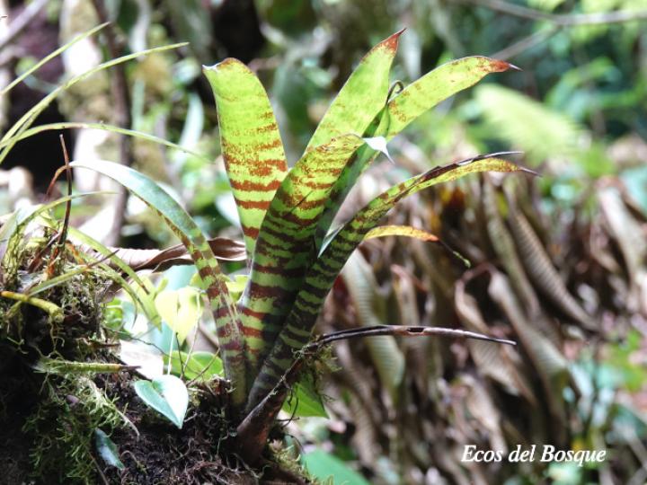 Werauhia vittata