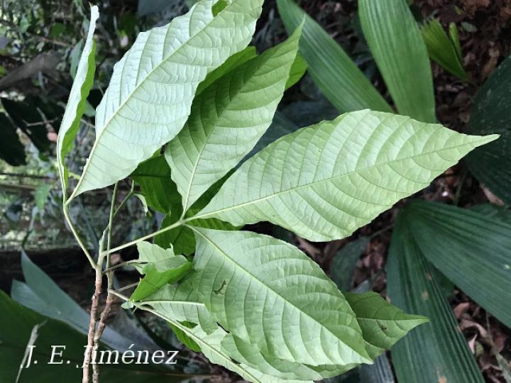 Allophylus psilospermus (Fierrillo, huesillo)