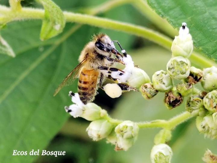 Apis mellifera (Abejas de miel)