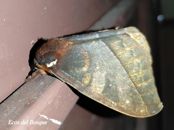 Automeris postalbida