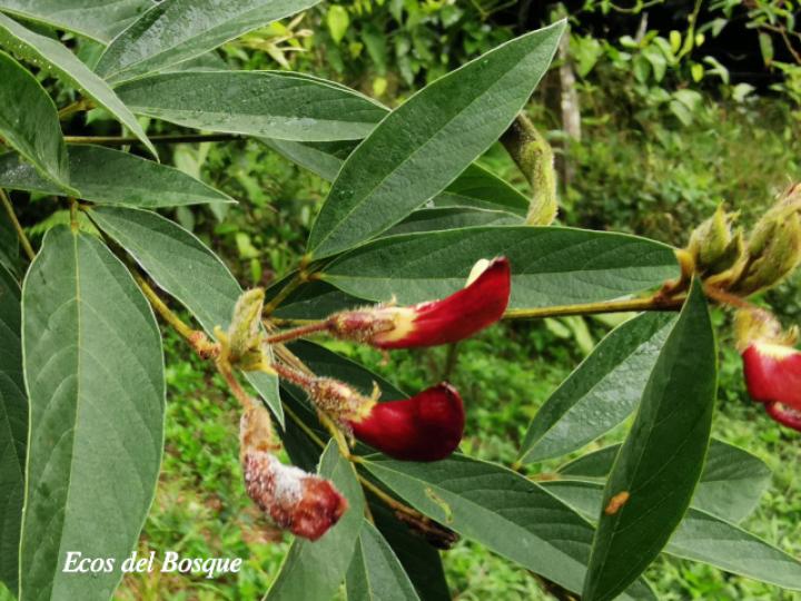 Cajanus cajan (Frijol de palo, Gandul, Gandú)