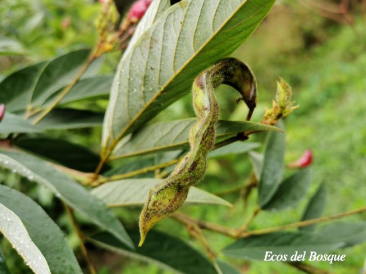 Cajanus cajan (Frijol de palo, Gandul, Gandú)