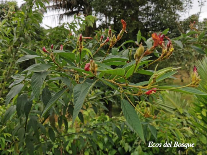 Cajanus cajan (Frijol de palo, Gandul, Gandú)