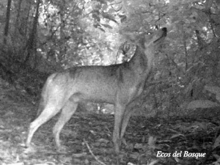 Canis latrans (Coyote)