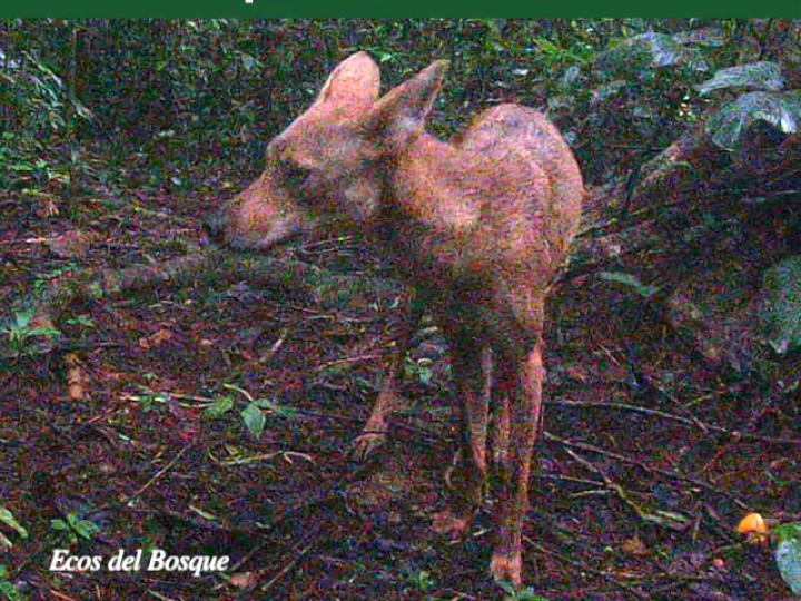 Canis latrans (Coyote)