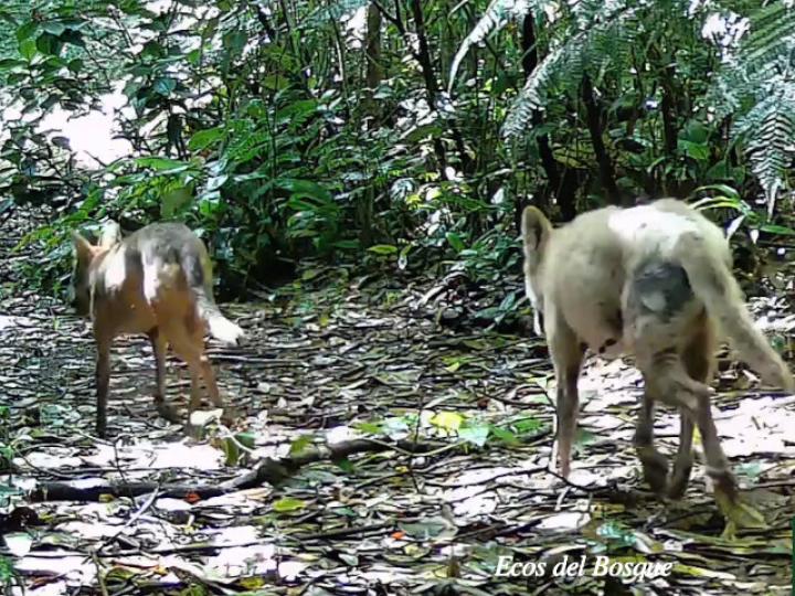 Canis latrans (Coyote)